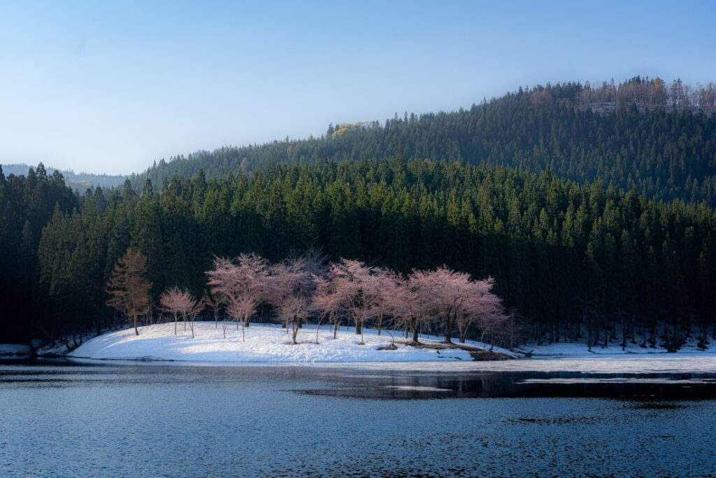 Sakura des neiges au milieu de nulle part