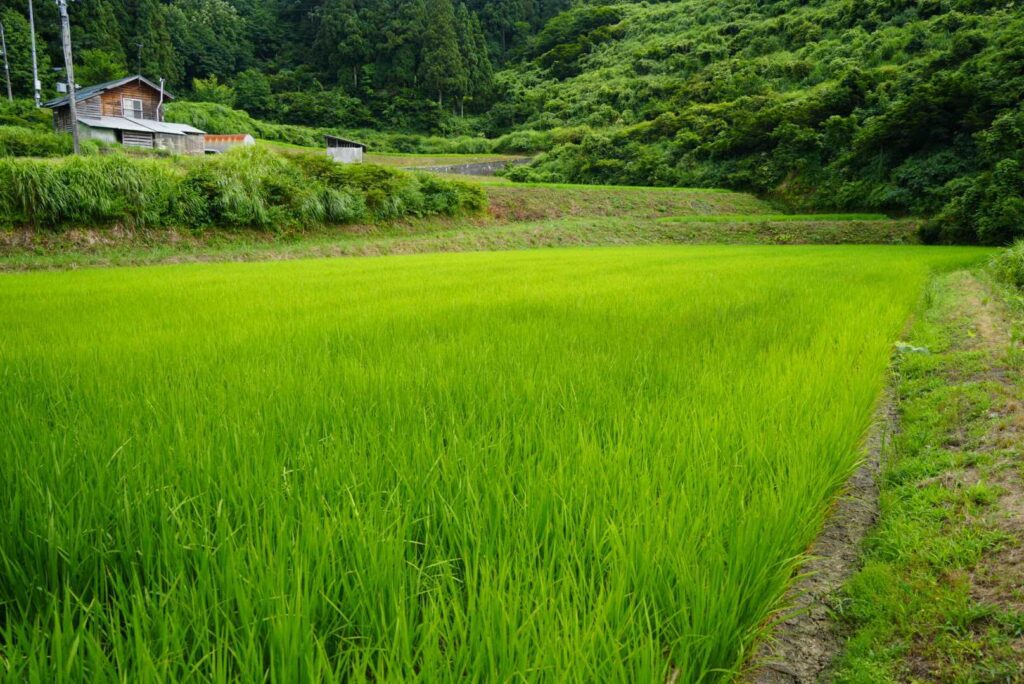 rice terraces